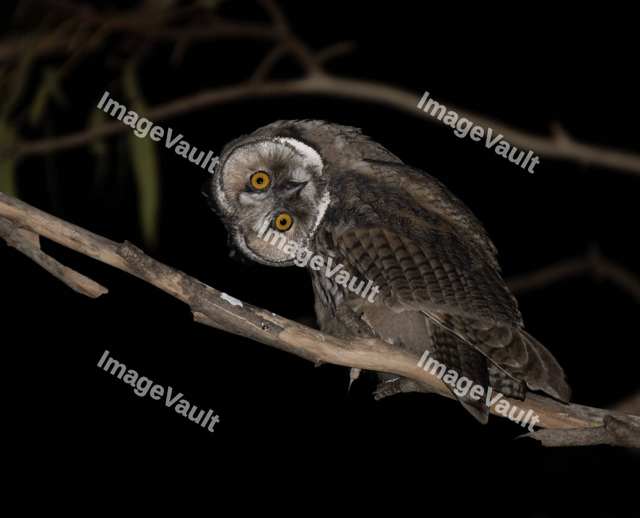 Long-eared Owl